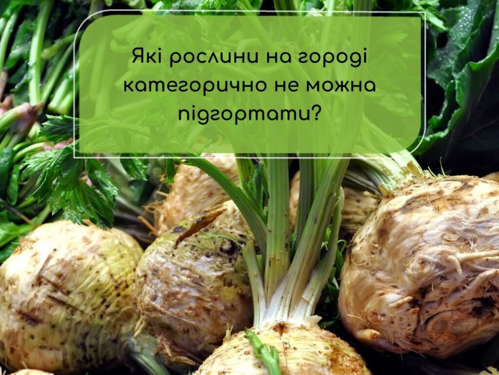 Які рослини на городі категорично не можна підгортати