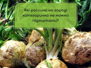 Які рослини на городі категорично не можна підгортати: експерти радять