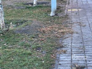 У Дніпрі перевіряють ялинкові базари, де продавали новорічні дерева