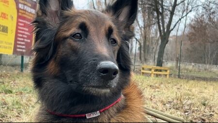 "Собака-герой України": на Дніпропетровщини бельгійська вівчарка Беша отримала нагороду