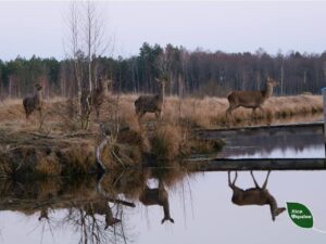 На Дніпропетровщині помітили масштабну міграцію лосів та оленів 