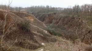 На Дніпропетровщині в балці знайшли рослину, яка була ще 11 тисяч років тому