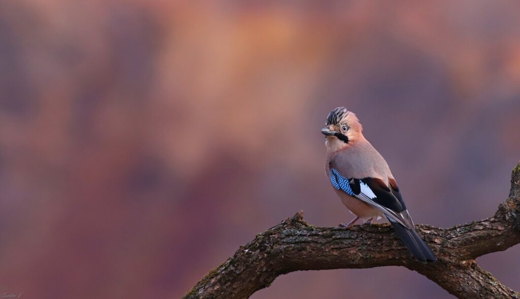 Чудова знахідка фотографа. На Дніпропетровщині сойка вразила красою