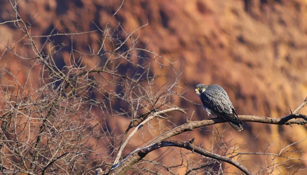 Рідкісний пернатий мисливець: на Дніпропетровщині побачили сапсана