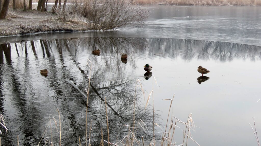 Прийшов лютий –прийшли морози. Якою буде погода у Дніпрі та області 2 лютого Прийшов лютий –прийшли морози. Якою буде погода у Дніпрі та області 2 лютого
