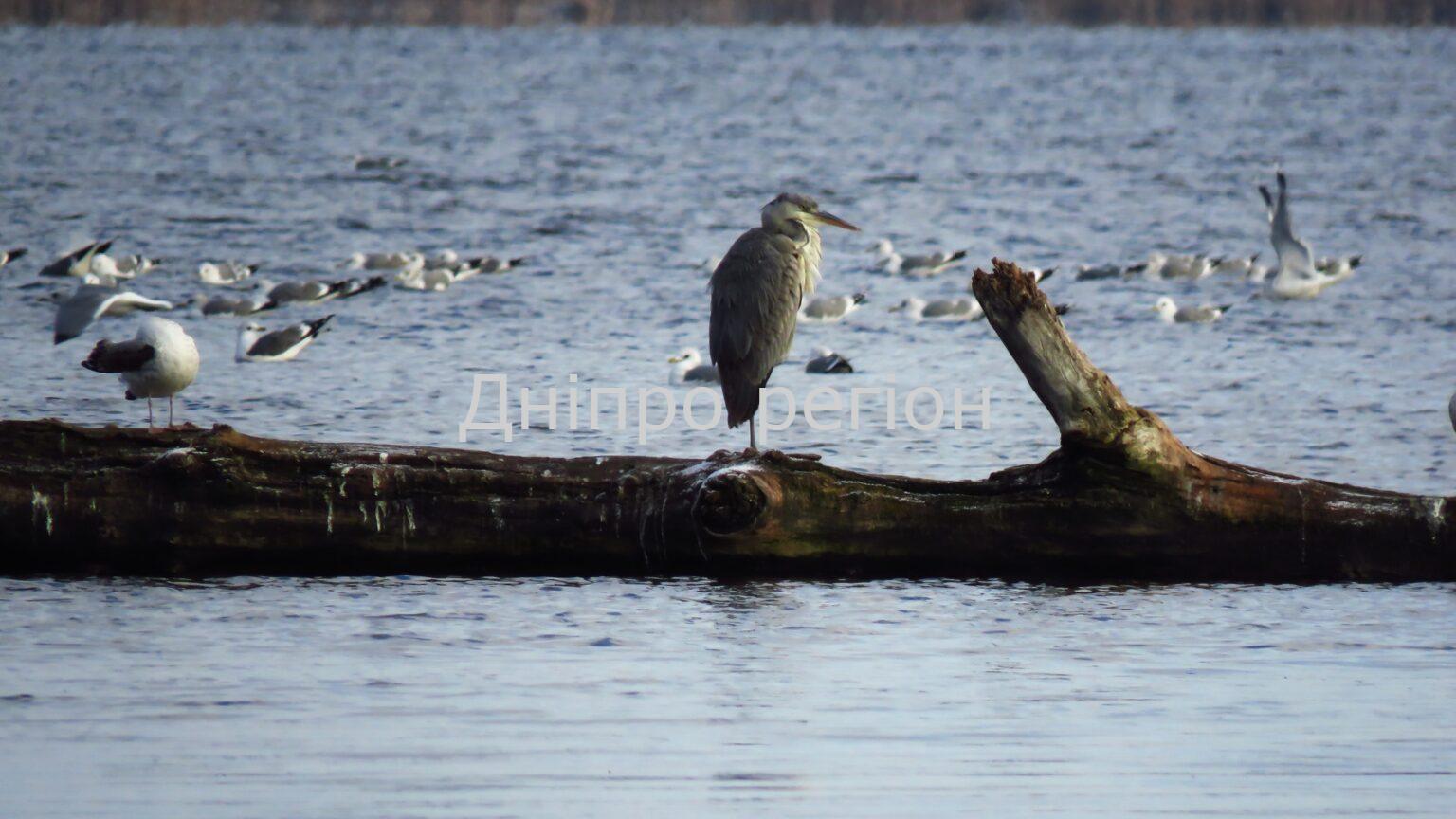 Вдень сонце, вночі морози. Якою погода буде у Дніпрі та області 25 лютого Вдень сонце, вночі морози. Якою погода буде у Дніпрі та області 25 лютого