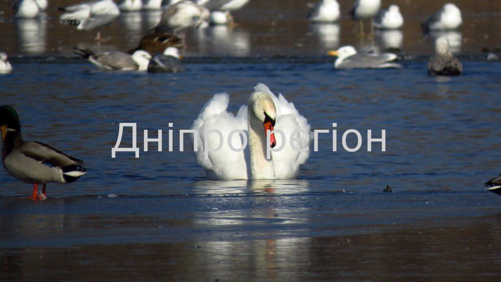 У четвер в Україні трохи потепліє. Якою буде погода у Дніпрі та області 13 лютого