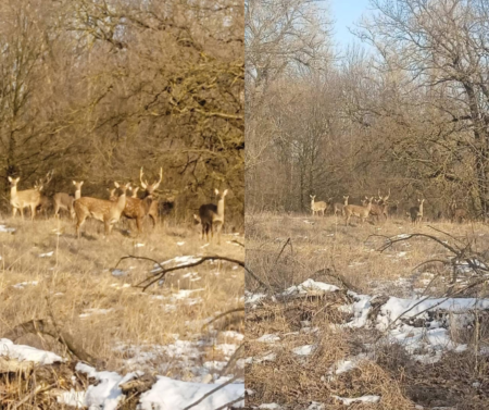 На Дніпропетровщині у заповіднику мешкають японські олені: унікальні кадри