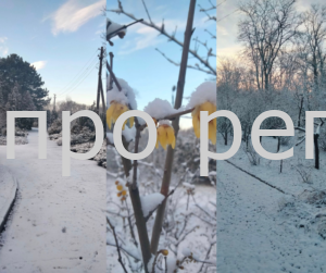 У Дніпрі Ботанічний сад вкрився чарівною зимовою красою: Фото