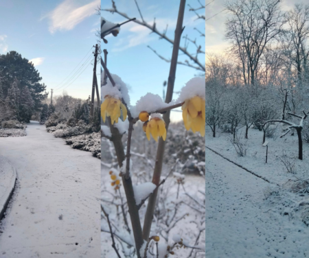 У Дніпрі Ботанічний сад вкрився чарівною зимовою красою: Фото