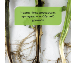 Чорна ніжка у розсади: як врятувати майбутній урожай