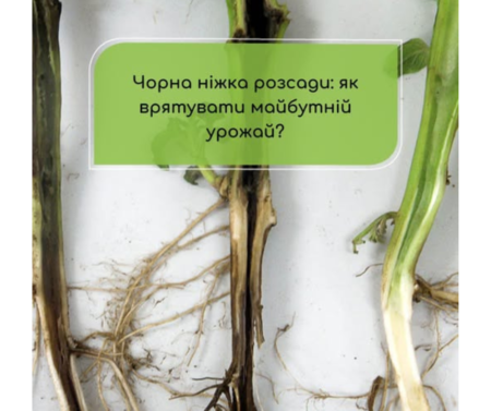 Чорна ніжка у розсади: як врятувати майбутній урожай