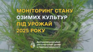 Загиблих рослин не виявлено. Як озимі переносять зиму на Дніпропетровщині