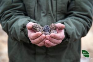 Стало відомо, чому в лісах Дніпра лісники збирають шишки