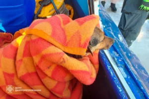 У Дніпрі врятували собаку з крижаної води
