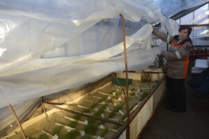 Під шарами плівки та агроволокном. Як на Дніпропетровщині рятують рослини в ботсаду