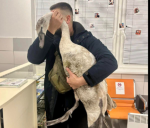 Нацгвардієць врятував лебедя, який упав на дорозі і не міг злетіти