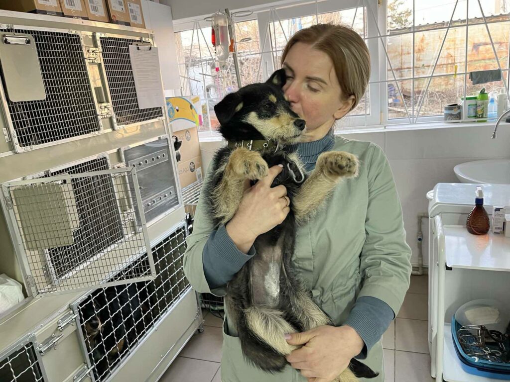 Лише 4 дні. У Дніпрі проводять безкоштовну стерилізацію тварин