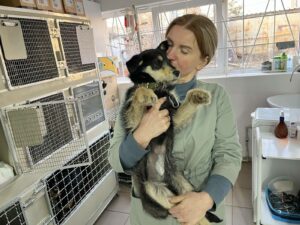Лише 4 дні. У Дніпрі проводять безкоштовну стерилізацію тварин
