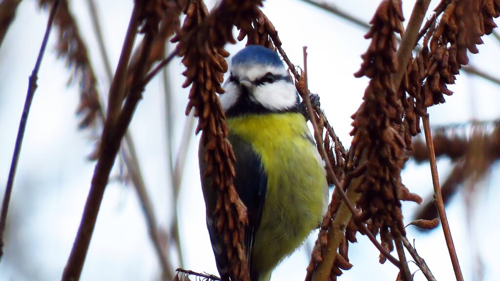 Перевершив попередній. У Дніпрі встановлено історичний температурний рекорд Весна іде – красу несе: якою буде погода у Дніпрі та області 6 березня