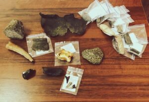 Музей історії Дніпра поповнився унікальними артефактами доби палеогену