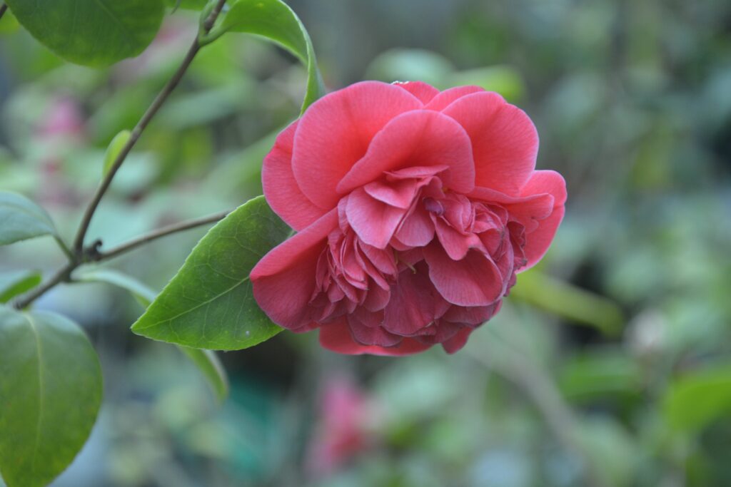 На Дніпропетровщині яскраво цвіте троянда зими (фото)