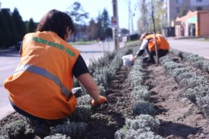 На Дніпропетровщині квіткові феї висадили алею лаванди