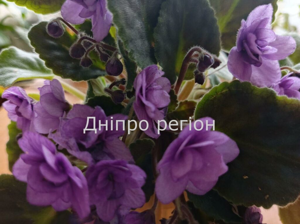 7 секретів догляду за сенполією: як зробити її зіркою вашого будинку 7 секретів догляду за сенполією: як зробити її зіркою вашого будинку