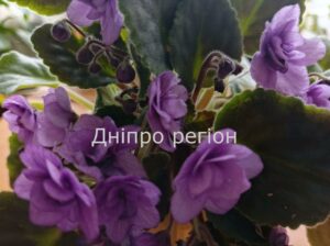 7 секретів догляду за сенполією: як зробити її зіркою вашого будинку