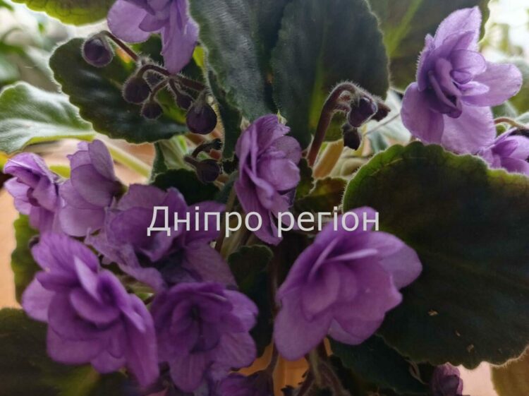 7 секретів догляду за сенполією: як зробити її зіркою вашого будинку