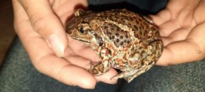 Дивовижна знахідка. На Дніпропетровщині побачили жабу з ароматом часнику