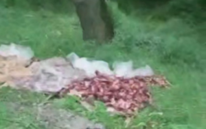 У лісосмузі під Дніпром виявили гори зіпсованого м’яса (відео)