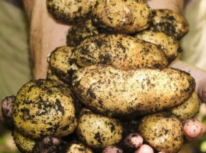 Підживіть цим картоплю до цвітіння і отримаєте гігантський урожай