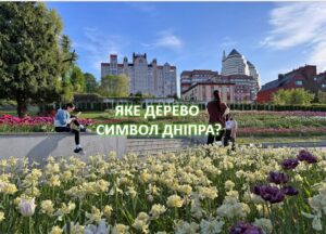 Стало відомо, яке дерево є символом Дніпра