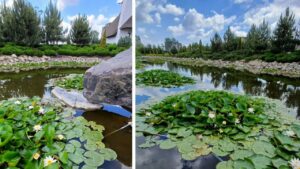 Білі королеви Дніпра. У яхт-клубі “Січ” розквітли сотні водяних лілій