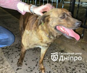 У Дніпрі після вибуху знайшли собаку. Можливо, хтось чекає її вдома