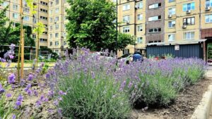 Аромат Провансу на Перемозі: У Дніпрі з’явився новий лавандовий квітник