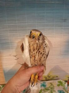 До Дніпра доставили сокола, який атакував ворожий дрон
