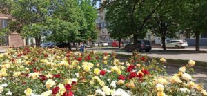Павлоград розквітнув: місто перетворилося на справжній трояндовий сад