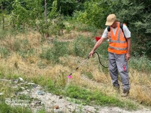 У Дніпрі амброзію знищують агрохімічним методом: безпечно, ефективно та екологічно