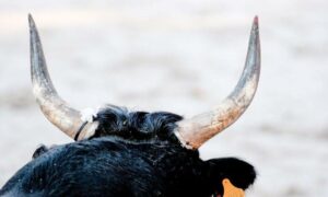 На Дніпропетровщині бик вбив чоловіка. Вдарив рогами в груди
