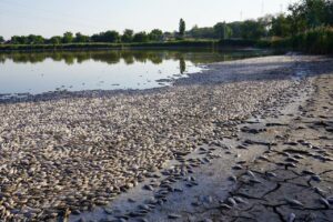 Екологічна катастрофа на Дніпропетровщині: зібрали понад 5 тон мертвої риби