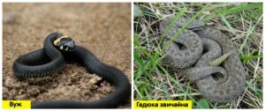 Дивіться під ноги. На Дніпропетровщині зросла кількість гадюк