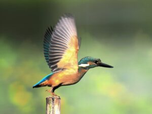 У Дніпрі сфотографували рідкісного рибалочку