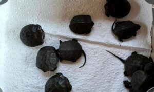 У Дніпрі знайшли червонокнижних черепах, які вже впали у сплячку