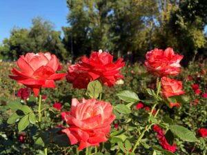 У Дніпрі триває неймовірне цвітіння троянд. Де зробити фото