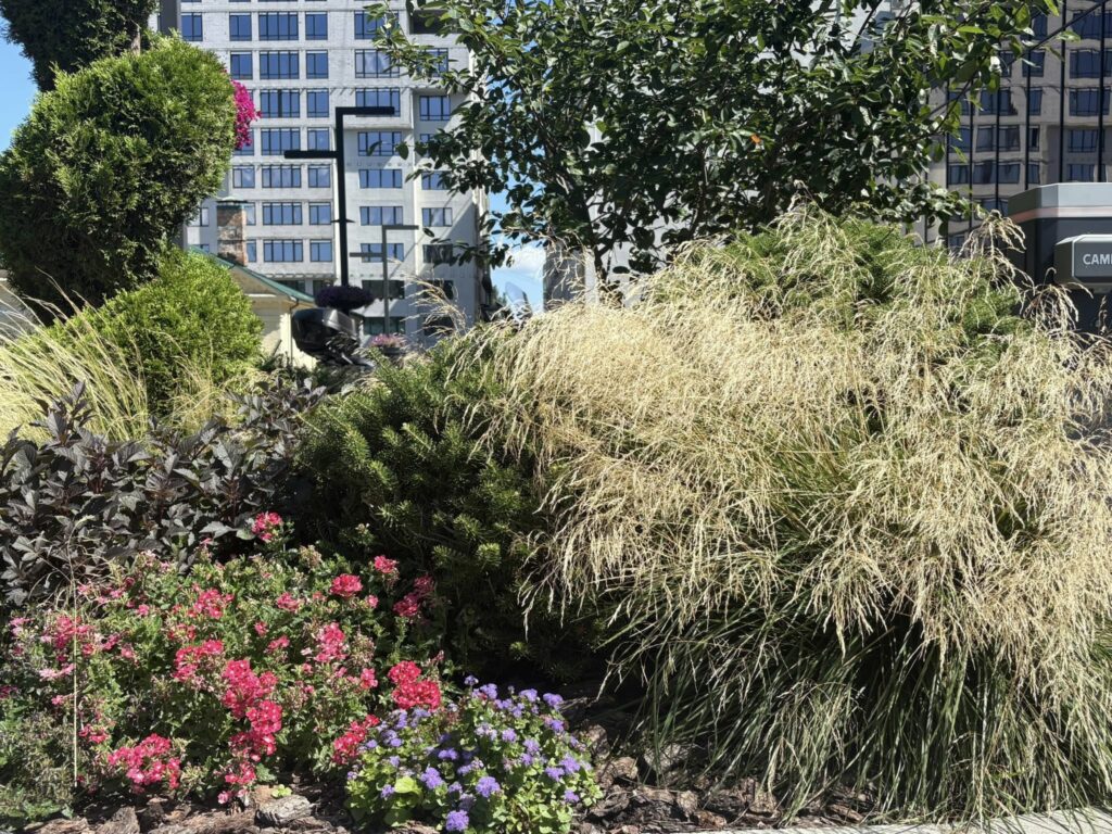 Природний шарм Дніпра: як злакові рослини змінили міські ландшафти (фото)