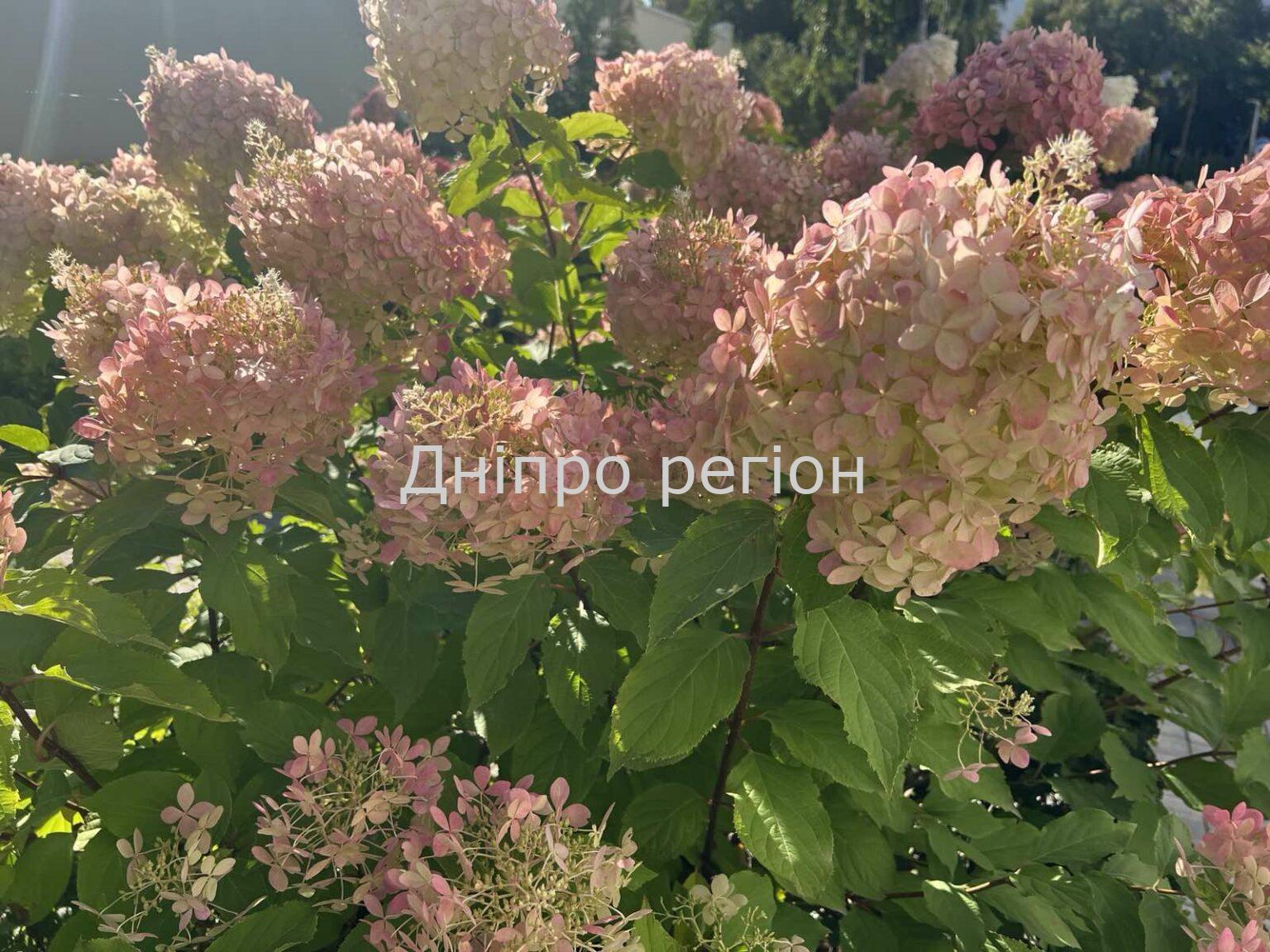 В Україну йде антициклон з грозовими дощами та спекою: якою буде погода у Дніпрі та області 4 вересня В Україну йде антициклон з грозовими дощами та спекою: якою буде погода у Дніпрі та області 4 вересня