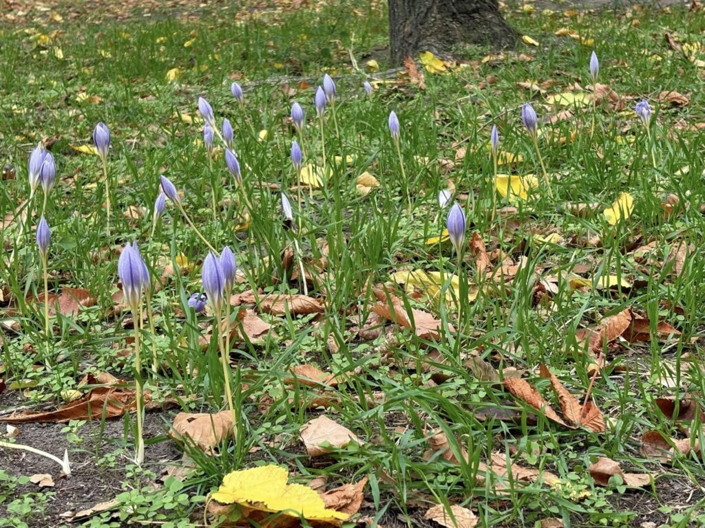 Локація для селфі у Дніпрі на фоні осінніх крокусів: подробиці