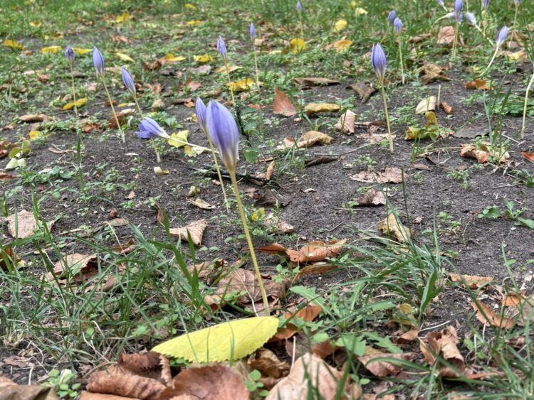 Локація для селфі у Дніпрі на фоні осінніх крокусів: подробиці